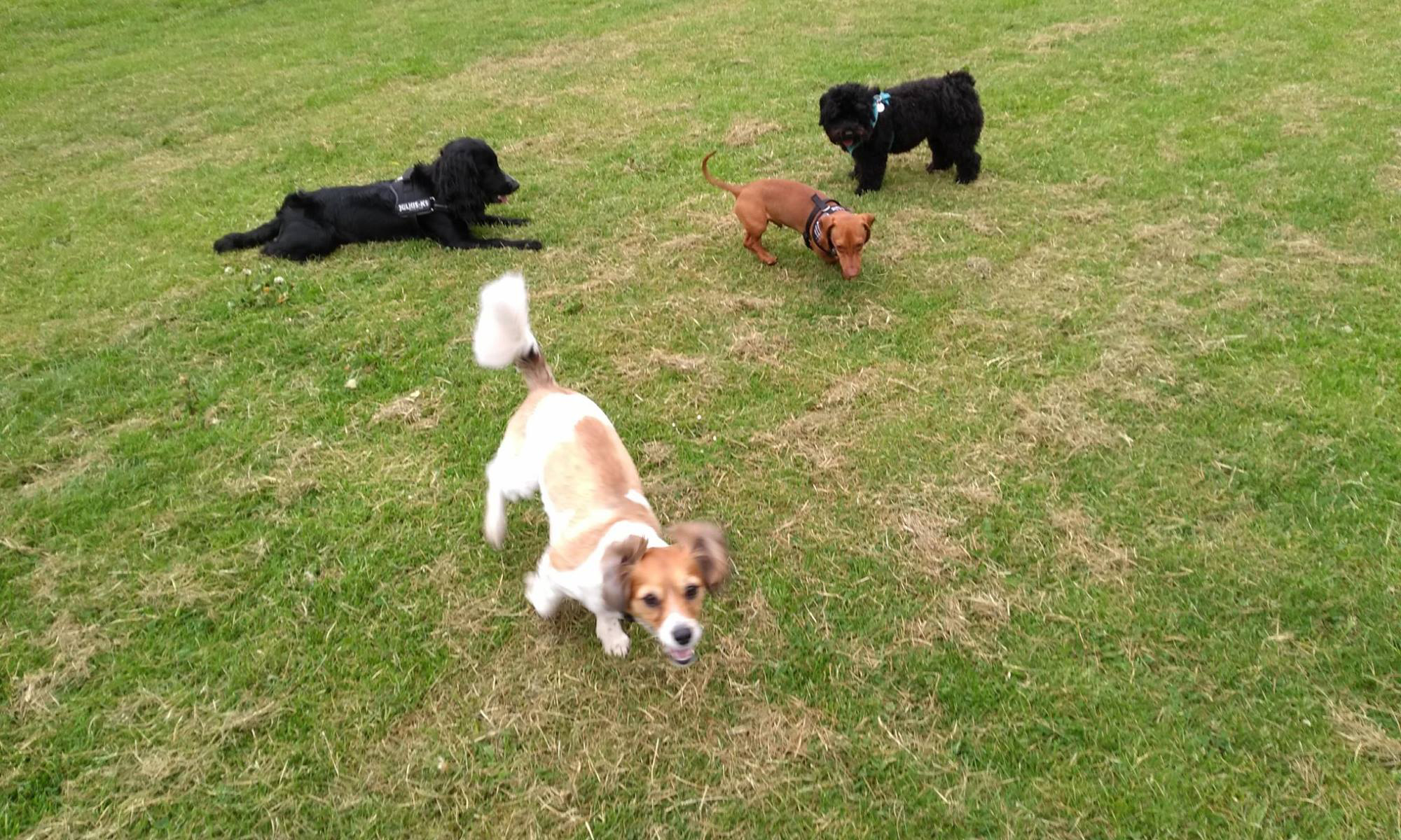 Services And Prices Sheena s Dog Boarding services-and-prices-sheena-s-dog-boarding